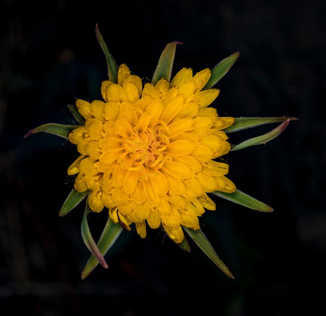 Agoseris retorsa 18-9316.jpg